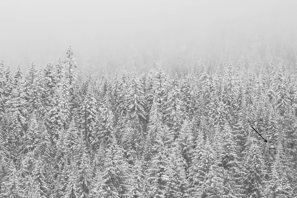 snow-forest-trees-winter_zpsebv2wg65.jpeg