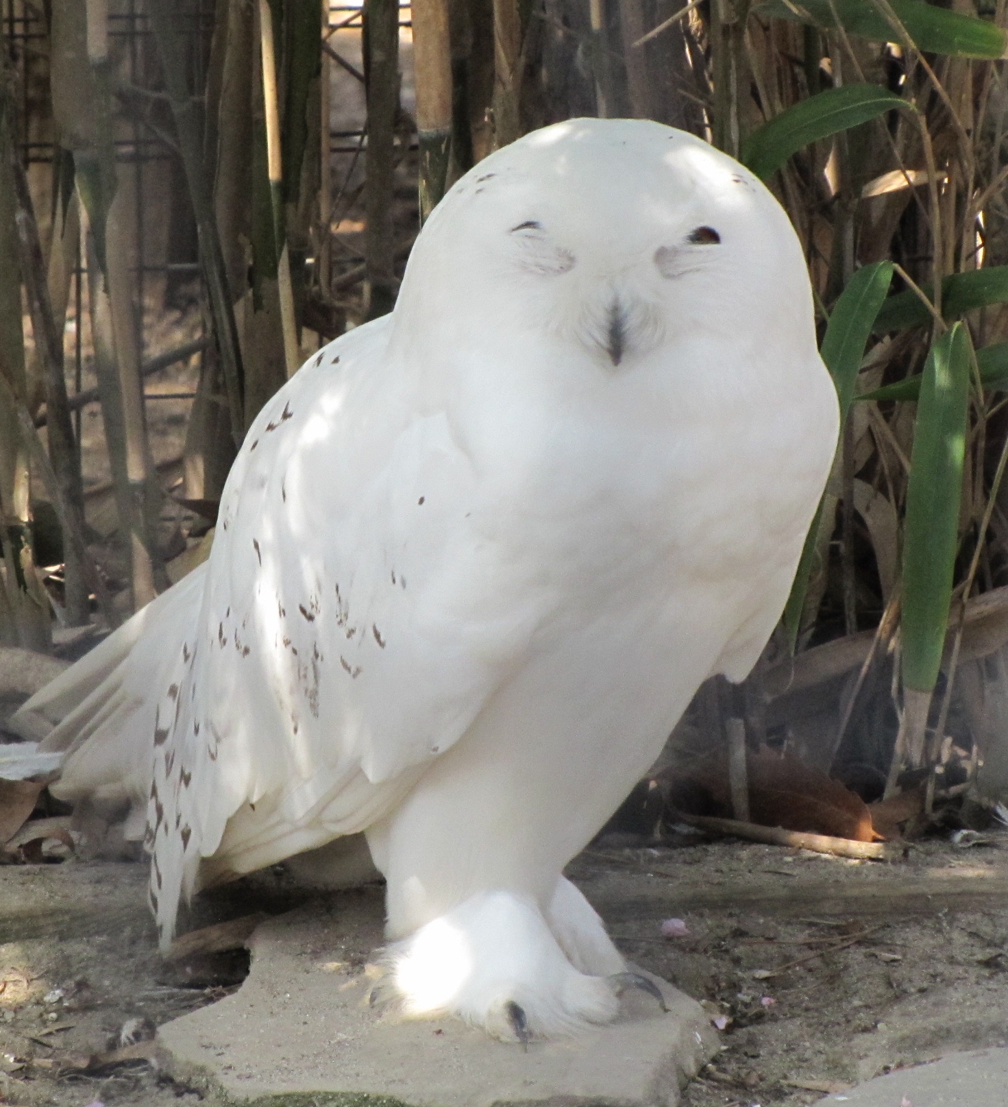 Snow Owl.jpg