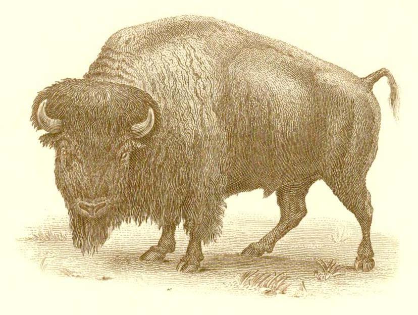 SO21 Bison vignette.jpg
