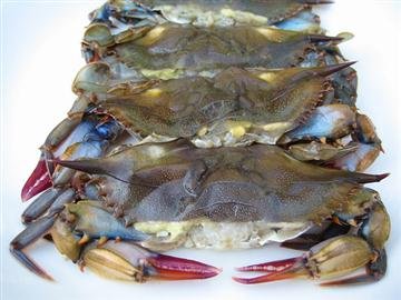 Soft shell.jpg