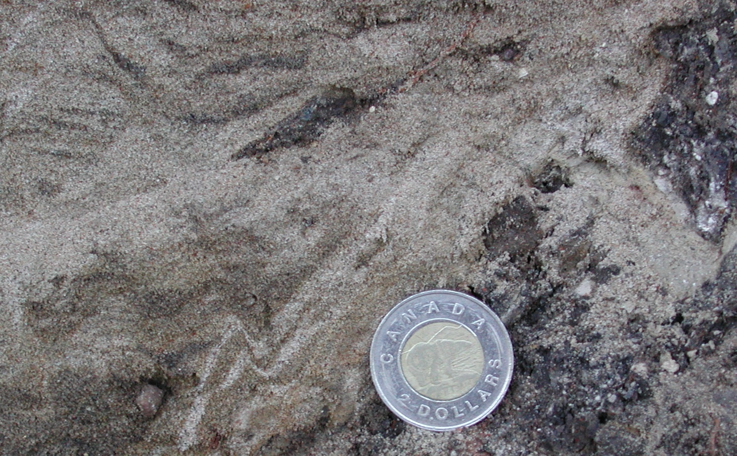 Soft_sediment_deformation_microfolds.jpg