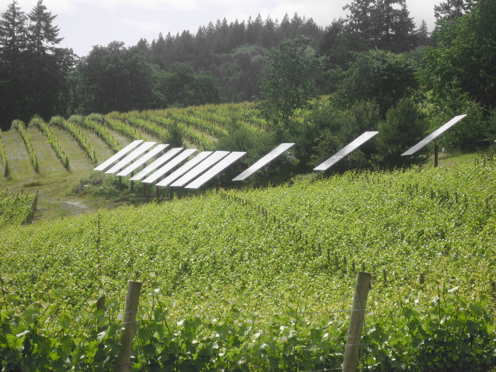 Solar_panels_in_Oregon_vineyard.jpg