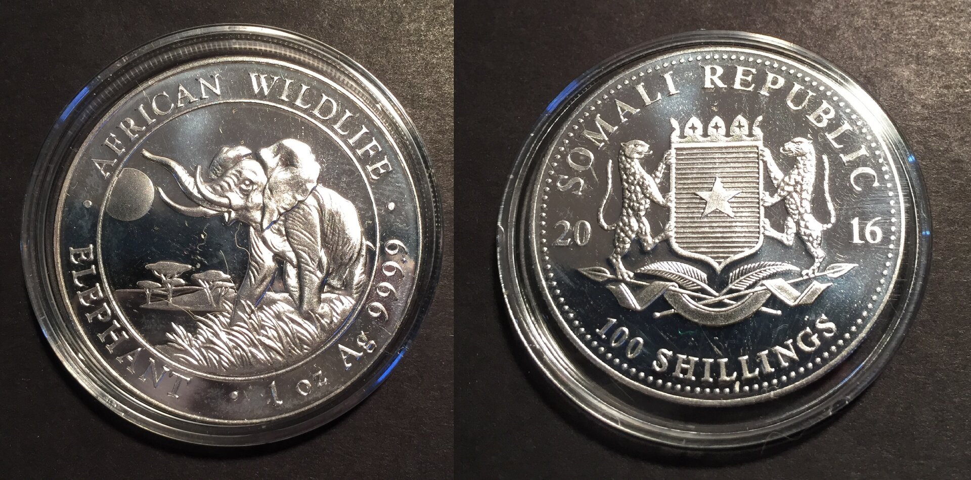 Somalia 2016 Elephant.jpg