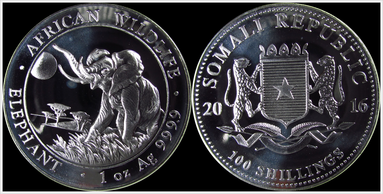 Somalia 2016 Elephant.jpg