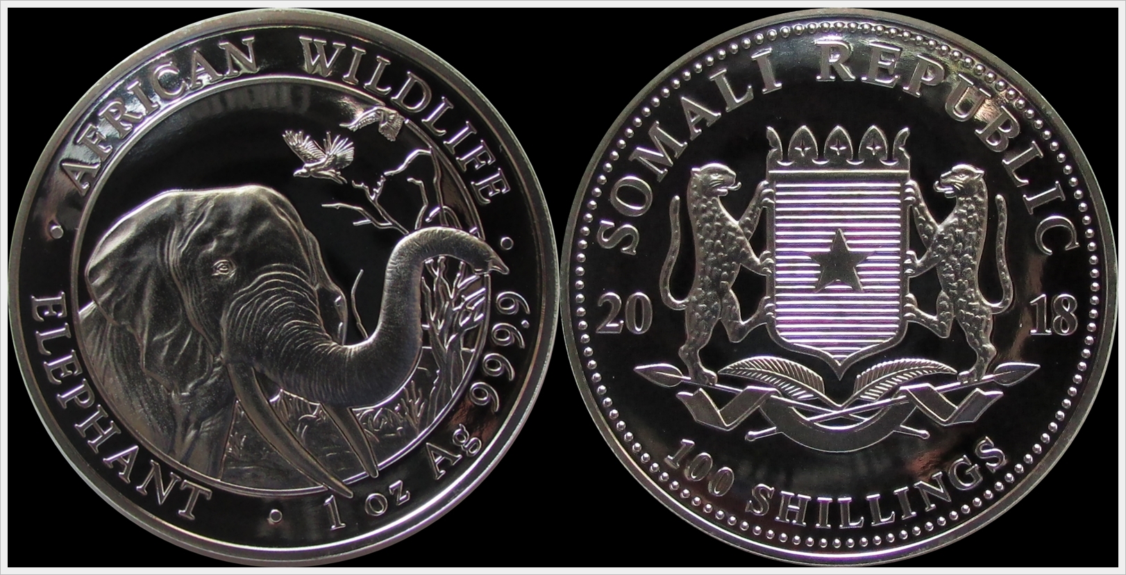 Somalia 2018 Elephant.jpg