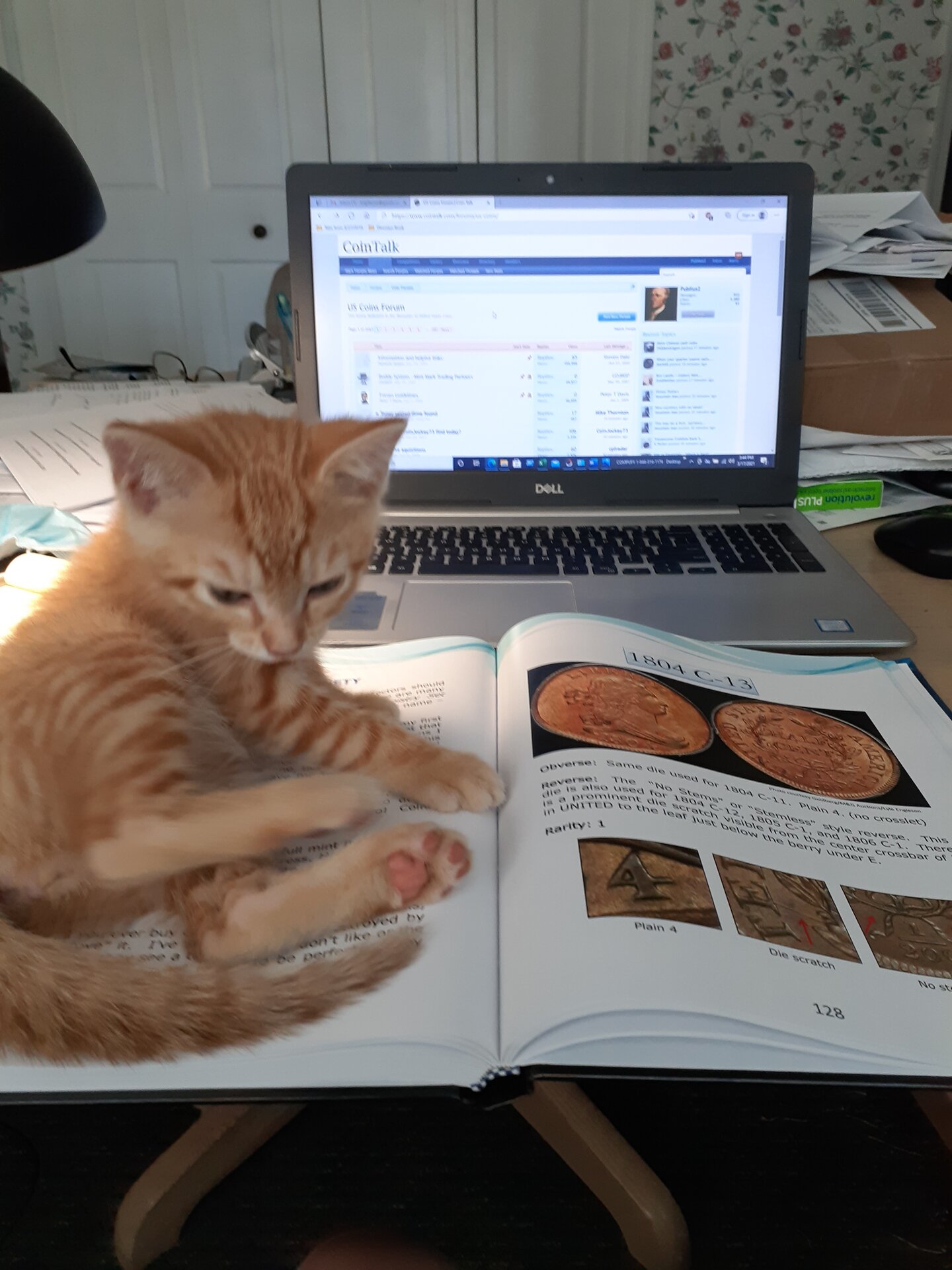 Sonny Attributing Half Cents.jpg