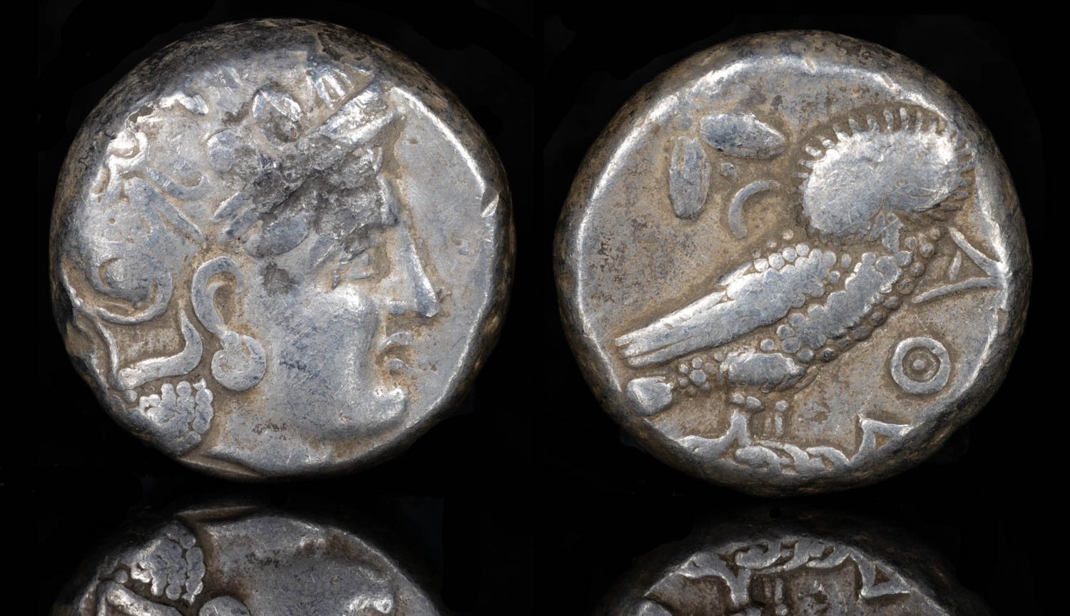 Sophytes.jpg