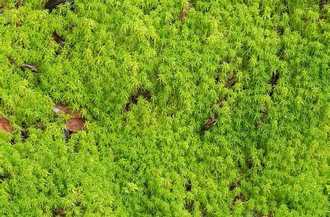 SPHAGNUM MOSS.jpg