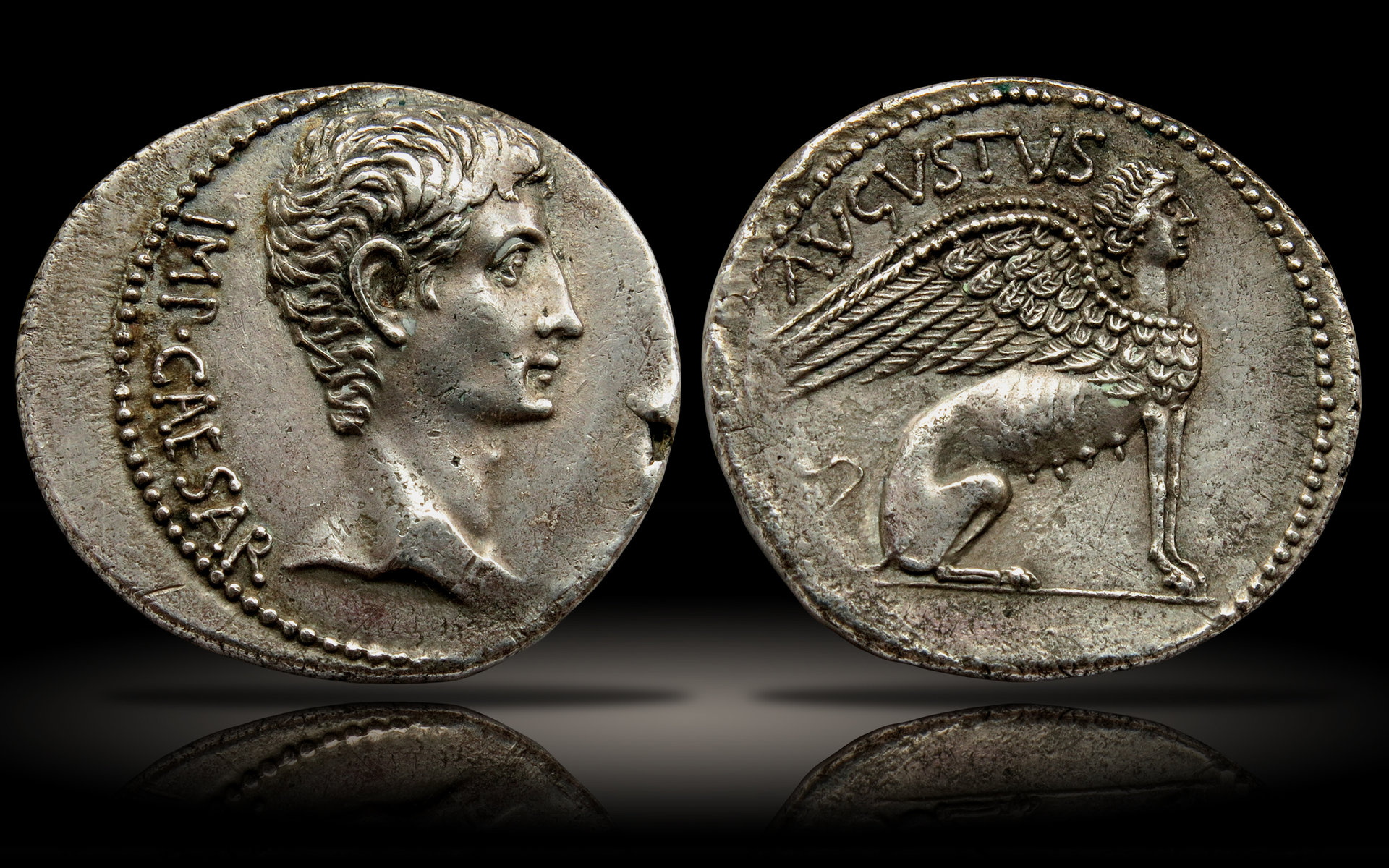 SphinxCistophorus.jpg