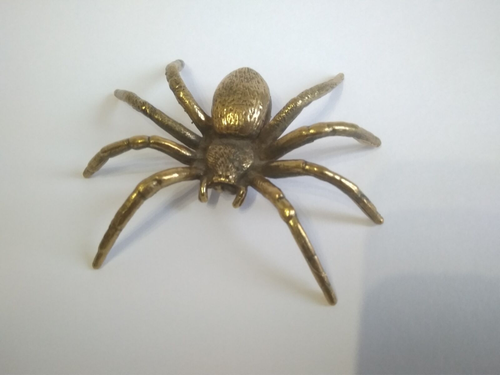 spider1.jpg