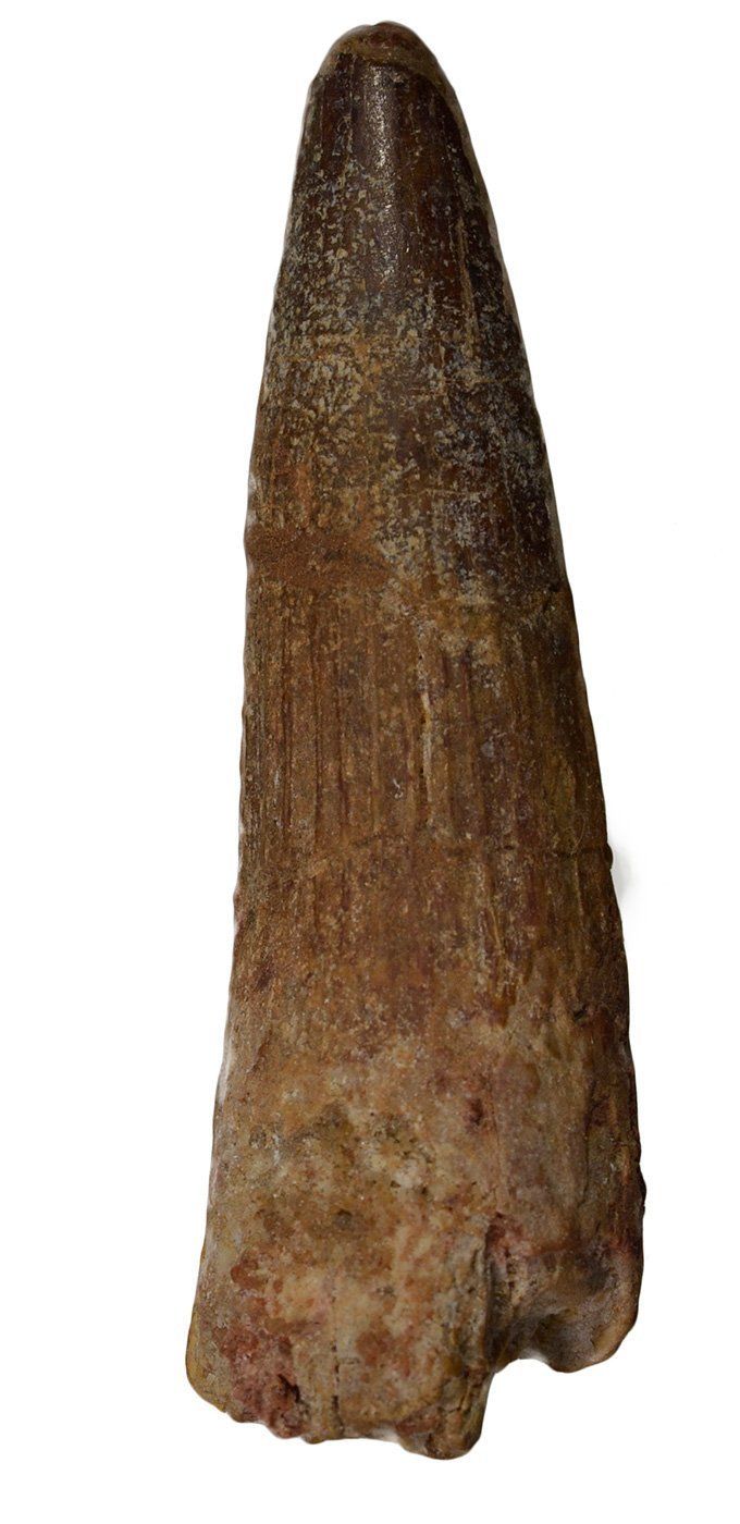 spinosaurus.jpg