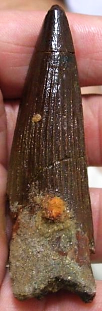 spinosaurus4inch.jpg