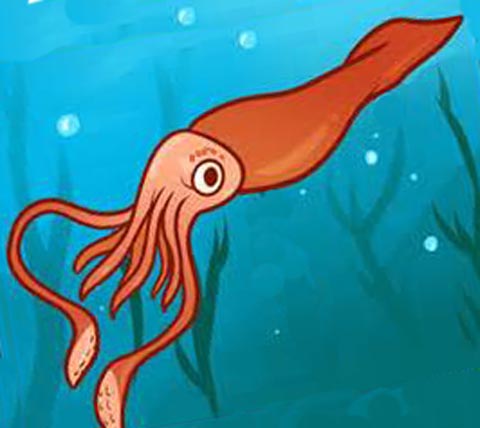 Squid.jpg