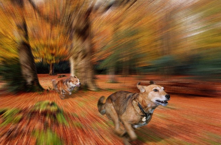 squirrel 4.jpg