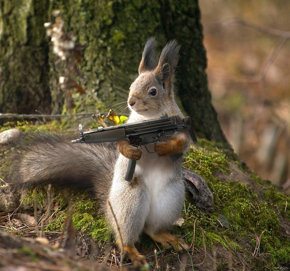 squirrel-assasin.jpg