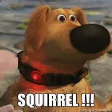 Squirrel.jpeg