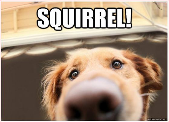 Squirrel!.JPG