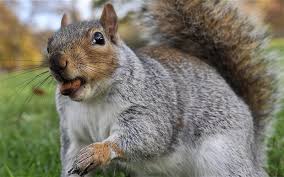 squirrel.jpg