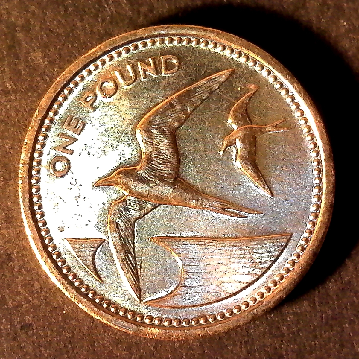 St Helena One Pound 1984 obverse.jpg