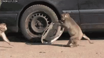 steal-stole.gif