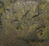 steveroonius.jpg