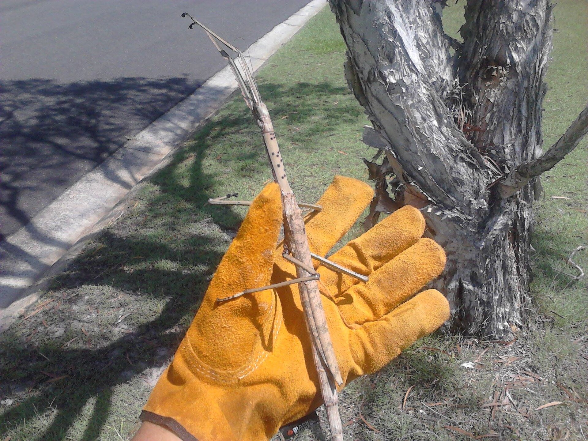Stick Insect 1.jpg