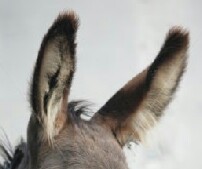 stock-photo-a-close-encounter-with-an-ass-donkey-118249450.jpg