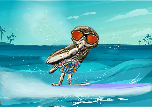Surfing owl 6-12-25.jpg