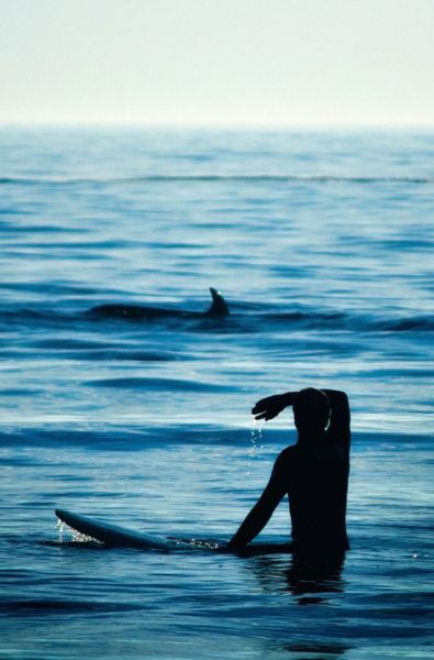 Surfing with dolphin.jpg