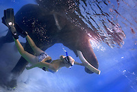 swim with elephant.jpg