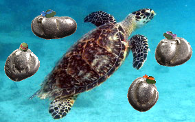 Swimming Turtles.jpg