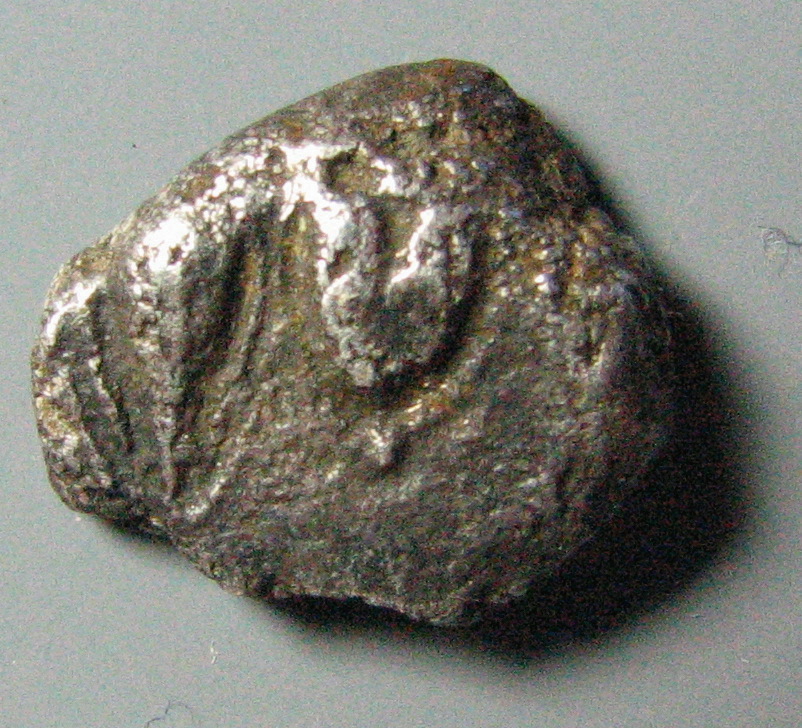 sylphium seed.jpg