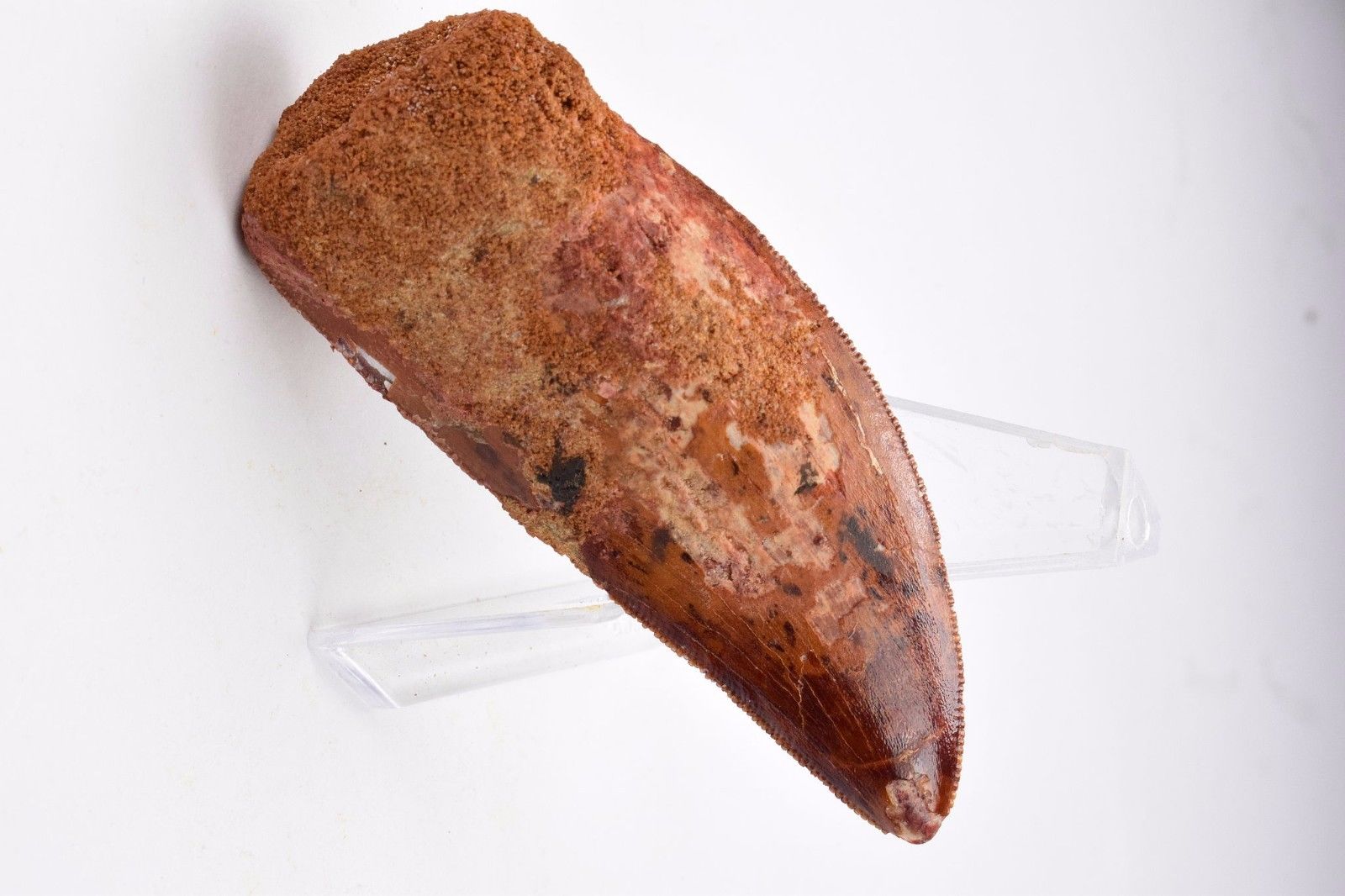 t-rex african  3 inches 2.jpg
