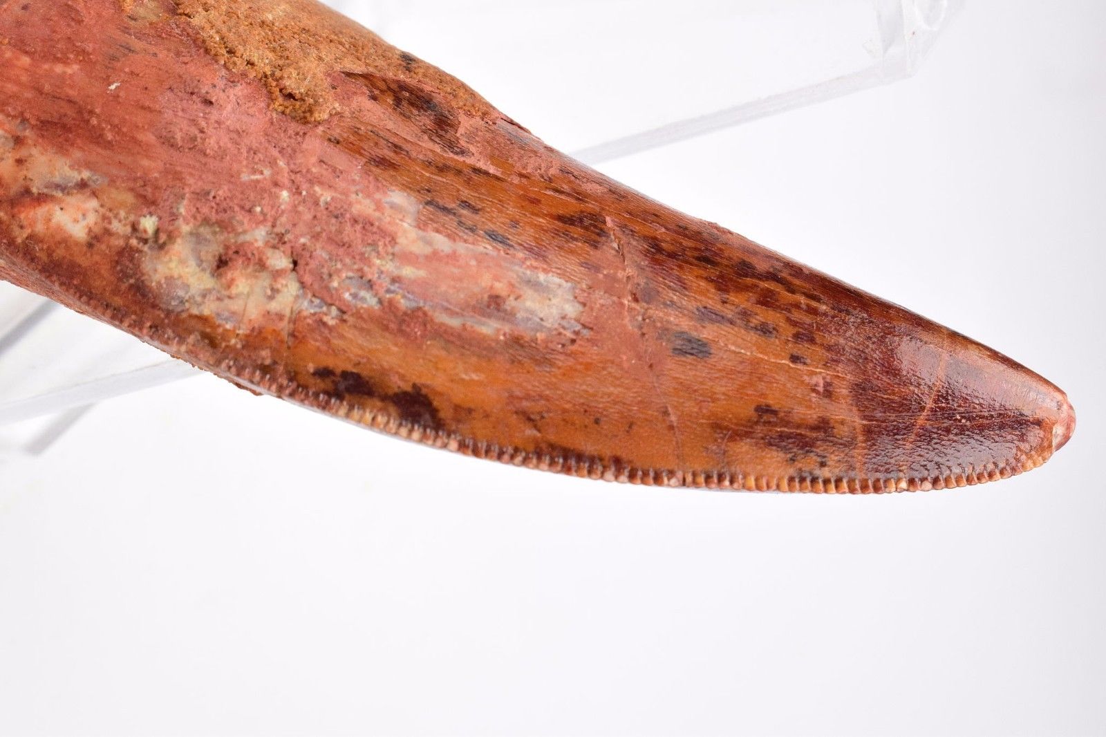 T-Rex african.jpg