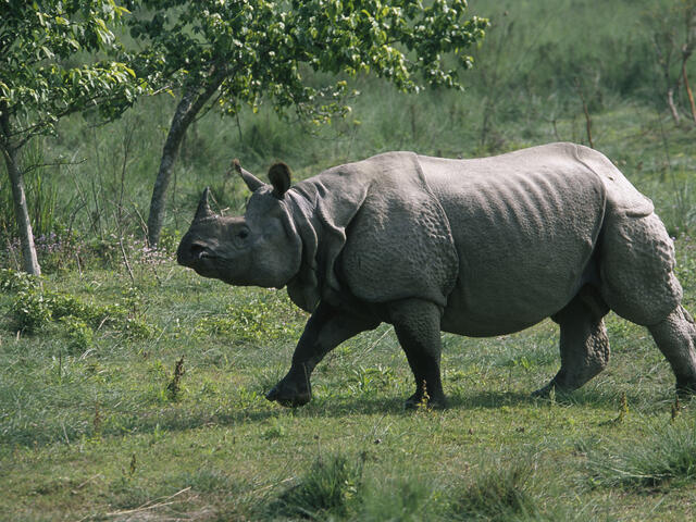 t0osmdlpd_Greater_One_Horned_Rhino_8.6.2012_Hero_and_Circle_HI_107996.jpg