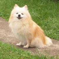 taz1.jpg