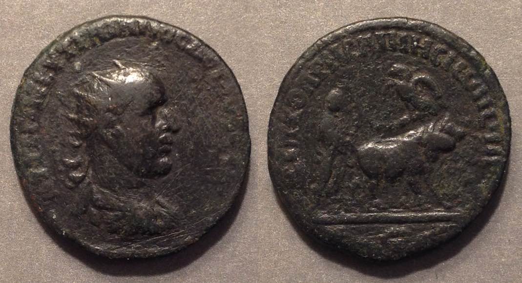 TDRhesaena10137.jpg