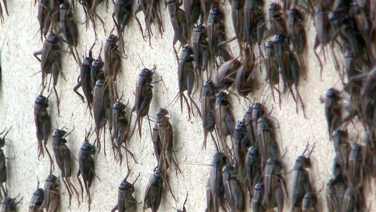tdy_mpo_bugs_130907.focal-760x428.jpg