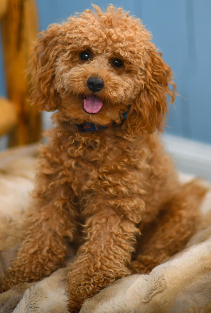 TEDDY IN HIS BED cropped.jpg