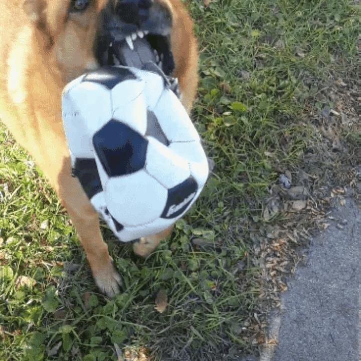 Teddybite.gif