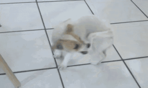 tenor (1).gif