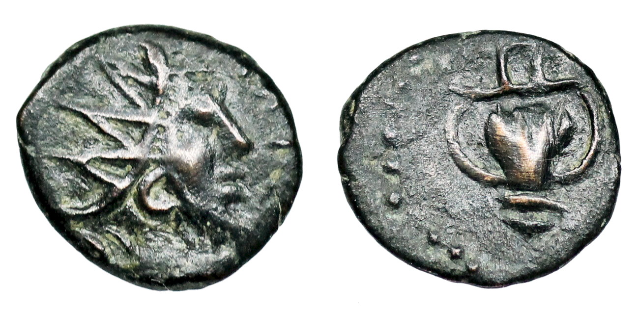 Tetricus minimi.JPG