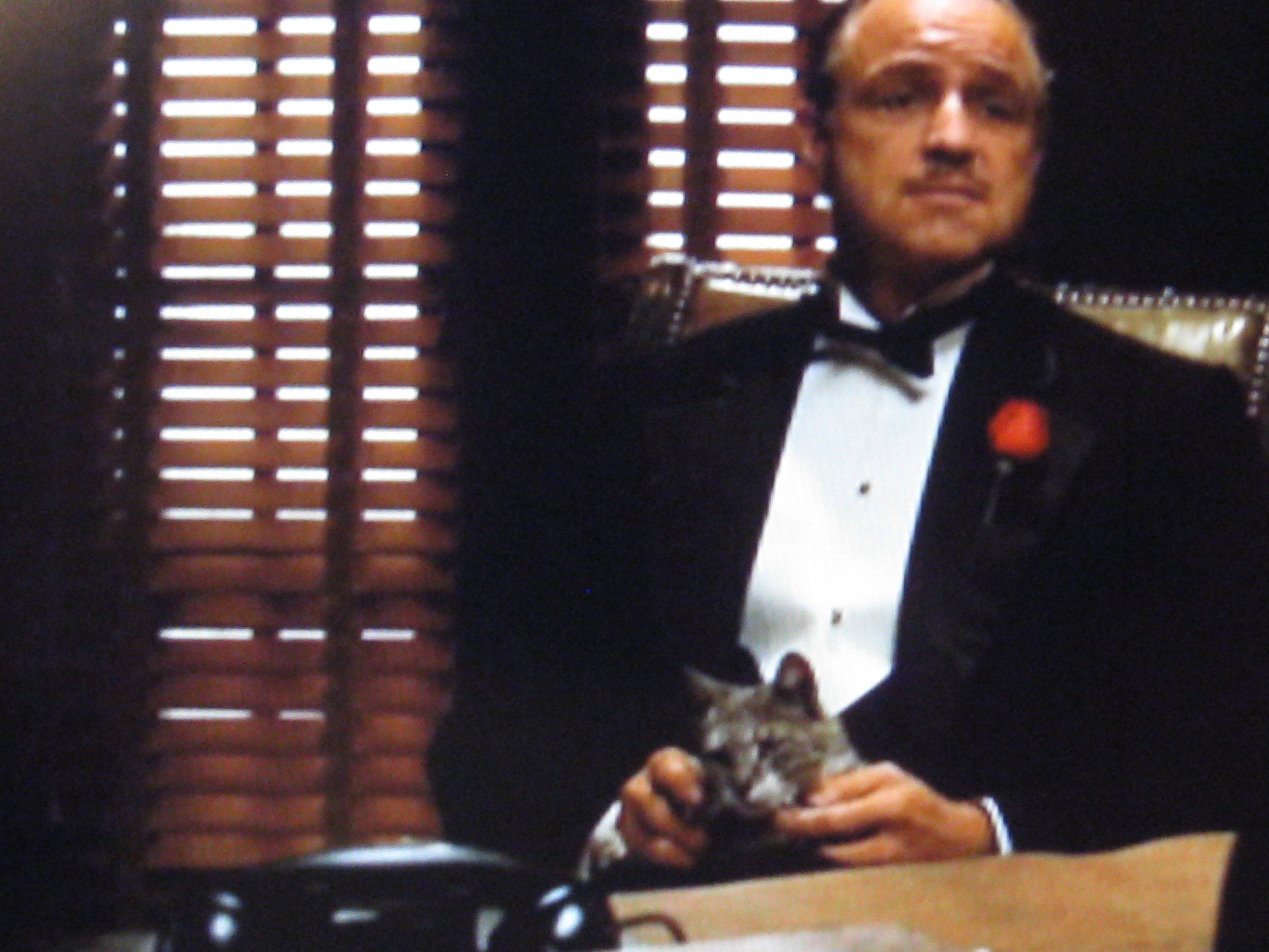 the Don and kitteh 002.JPG