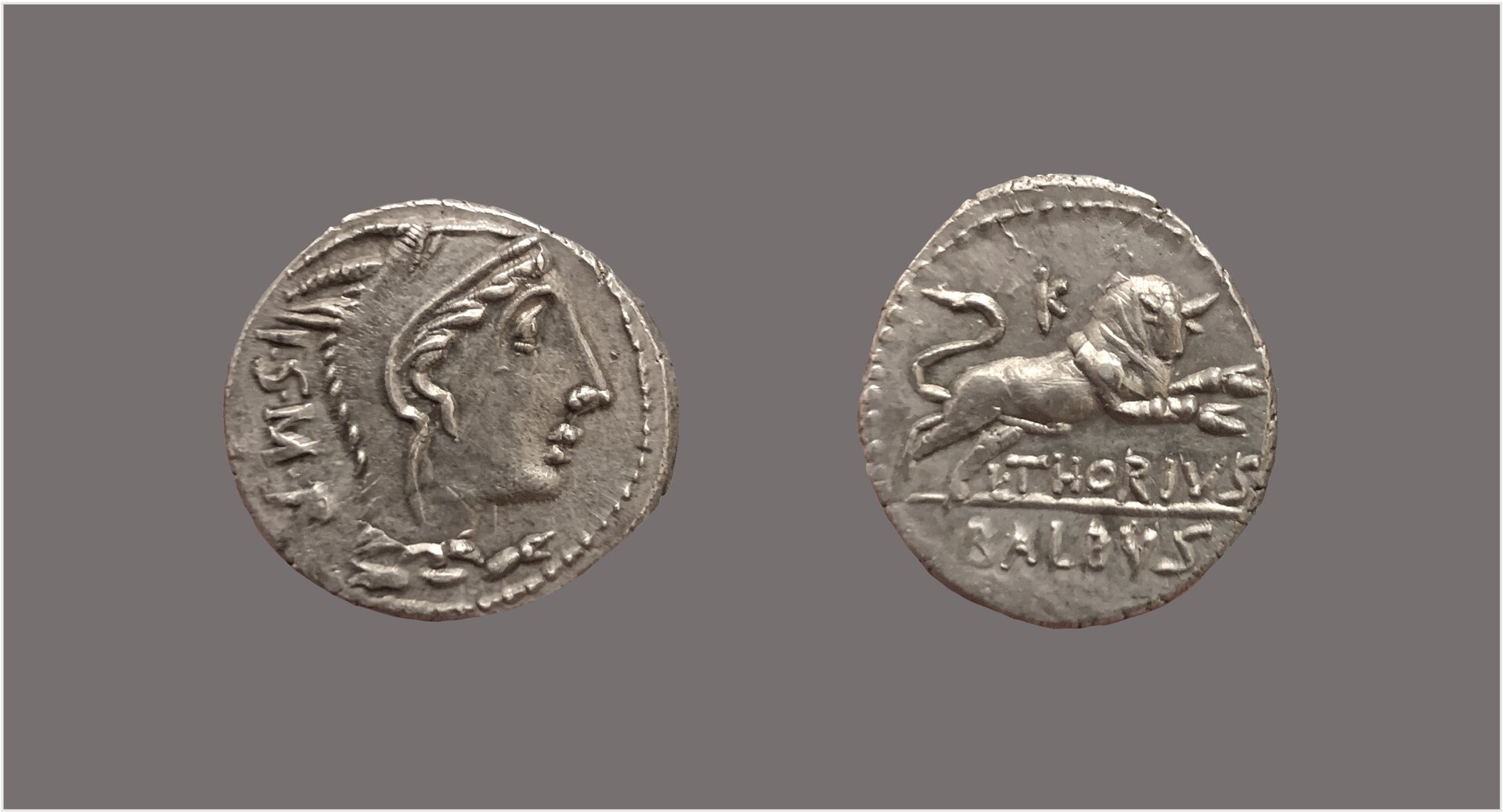 Thoria denarius.jpg