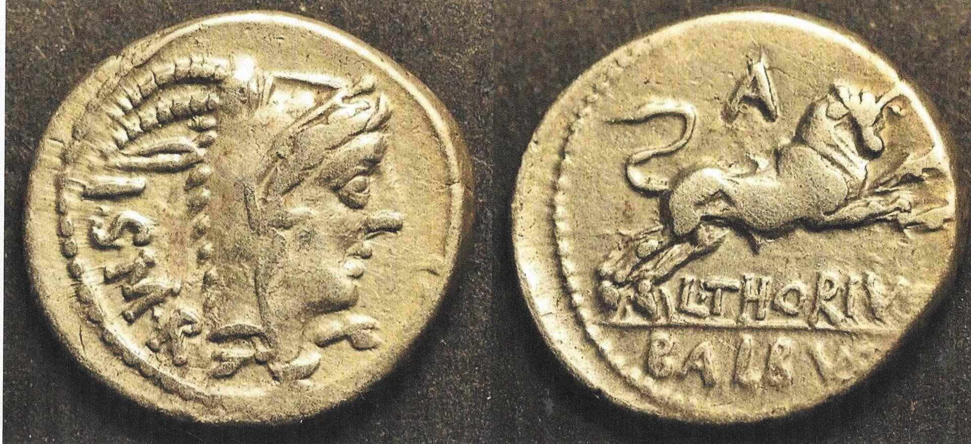 Thorius Balbus (bull) (2).jpg