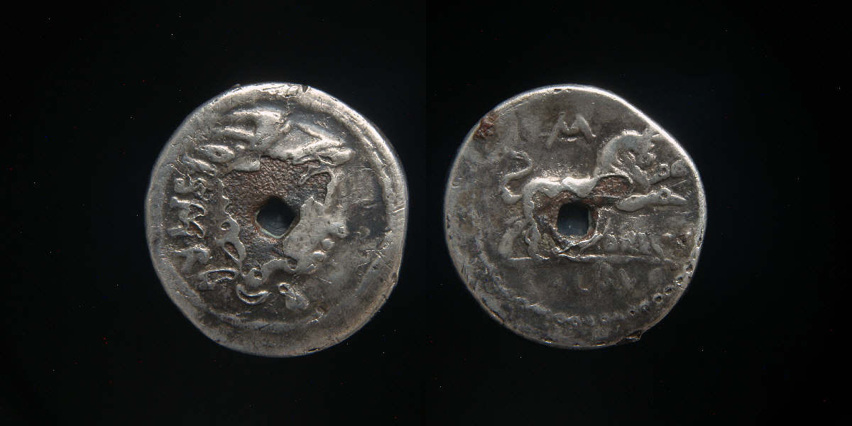 Thorius Balbus fouree.JPG