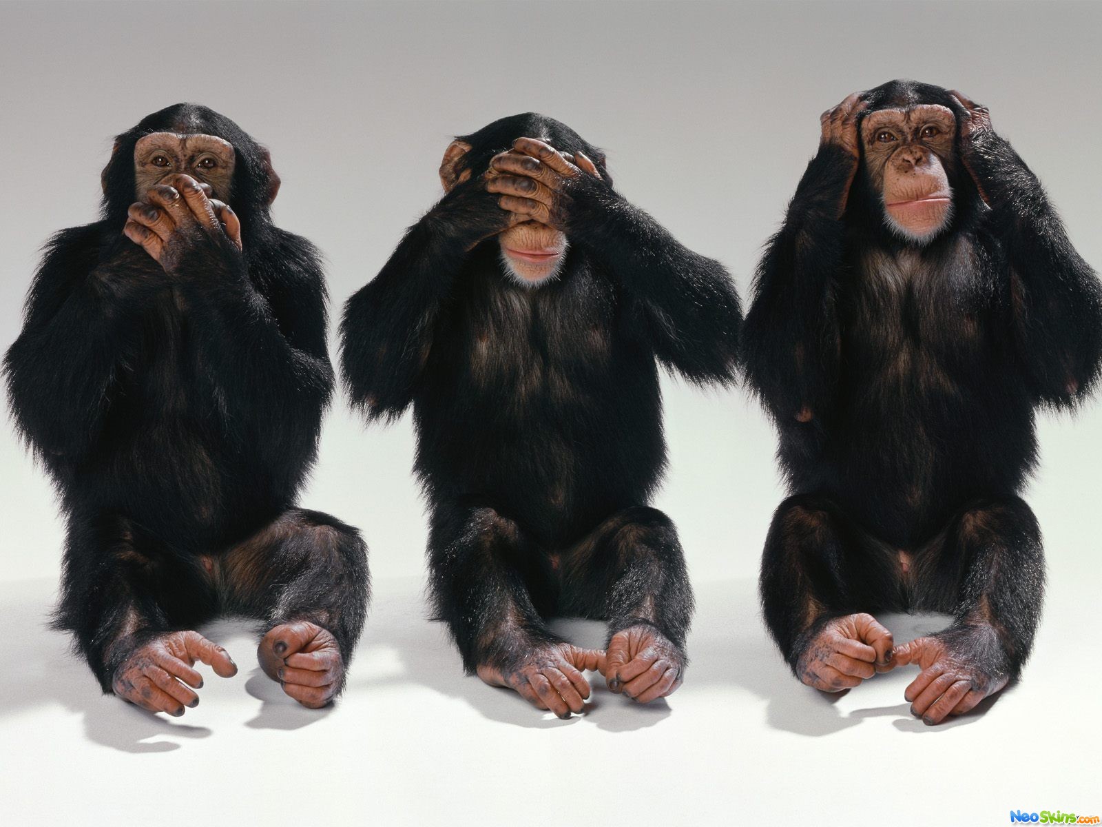 three_wise_monkeys.jpg