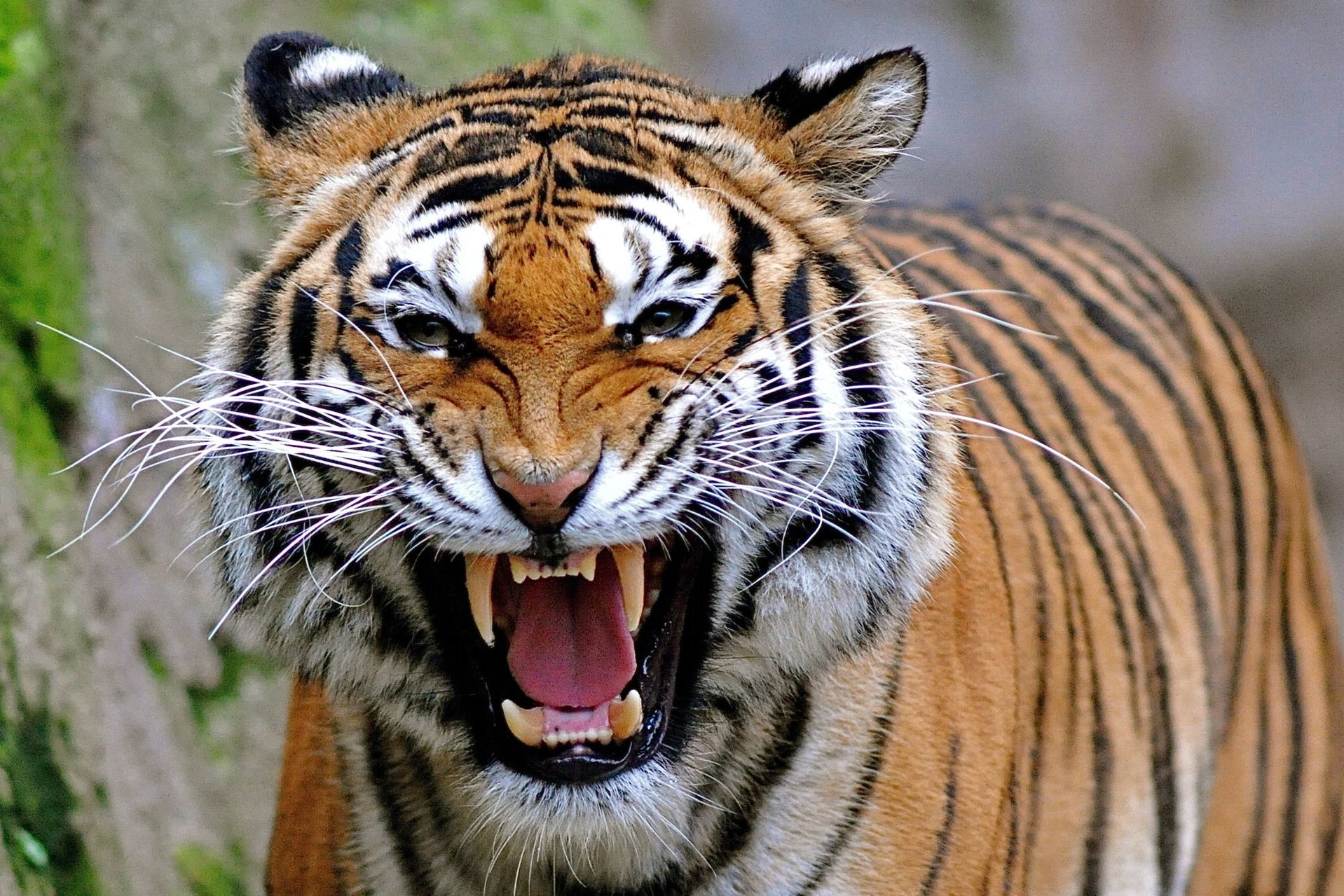 tiger 2.jpg