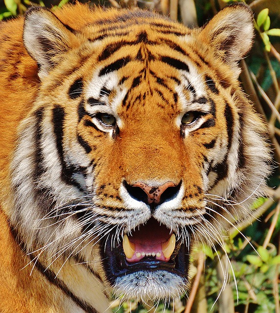TIGER.jpg