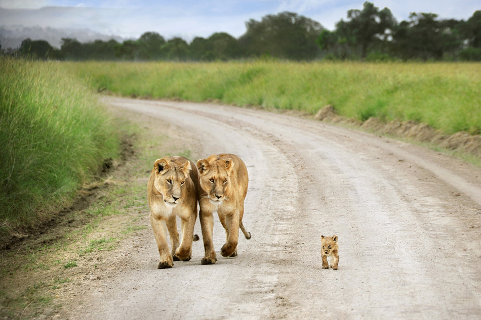 tiny lion.jpg